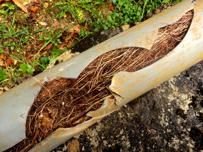 roots sewer tree pipe water broken sewerage plant problems pipes trees connection systems residential supply damaging stop think before